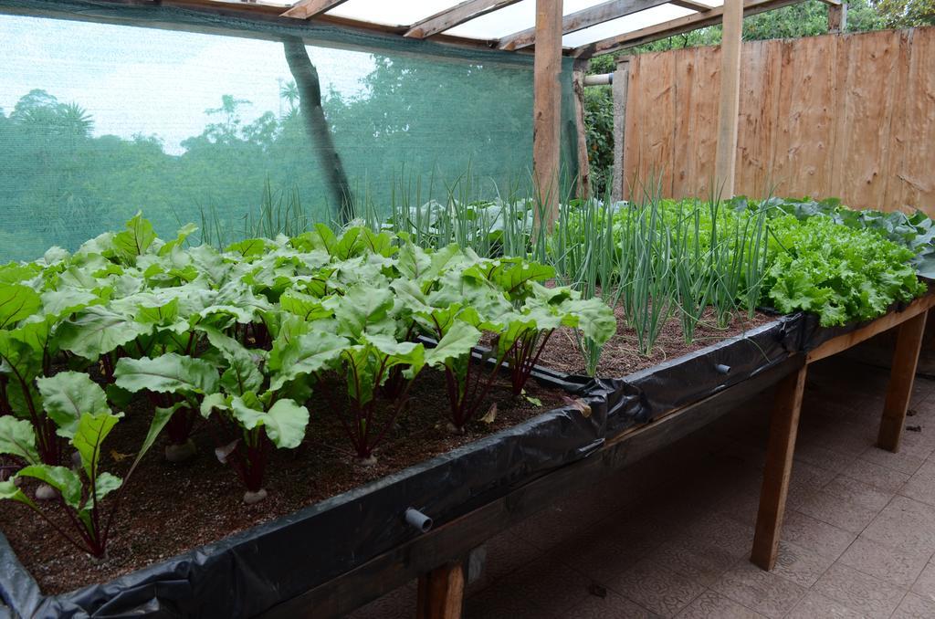 Cabinas Capulin & Farm Monteverde Kültér fotó